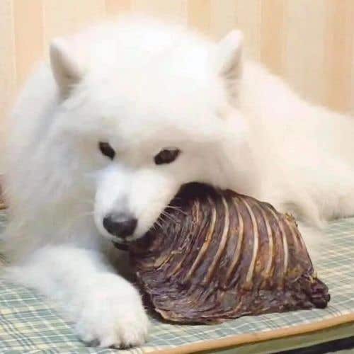 袋鼠肋排